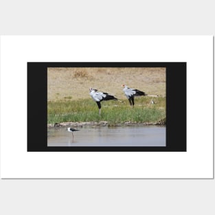 Pair of Secretary Birds,  Serengeti, Tanzania Posters and Art